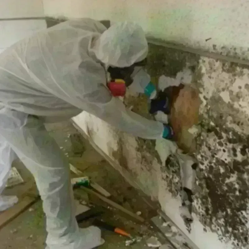 Mold Remediation and Removal in Charlton, MA